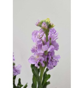 MATTHIOLA LAVANDA X10T