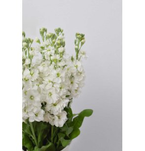 MATTHIOLA BLANCA X10T