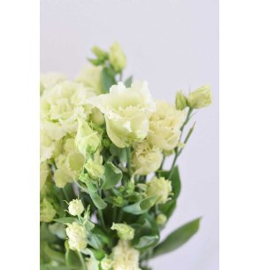 LISIANTHUS EXTRA CREMA 70CM X10T 2