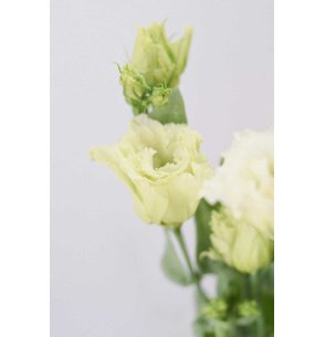 LISIANTHUS EXTRA CREMA 70CM X10T