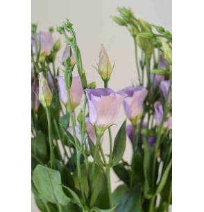 LISIANTHUS EXTRA LAVANDA 70CM