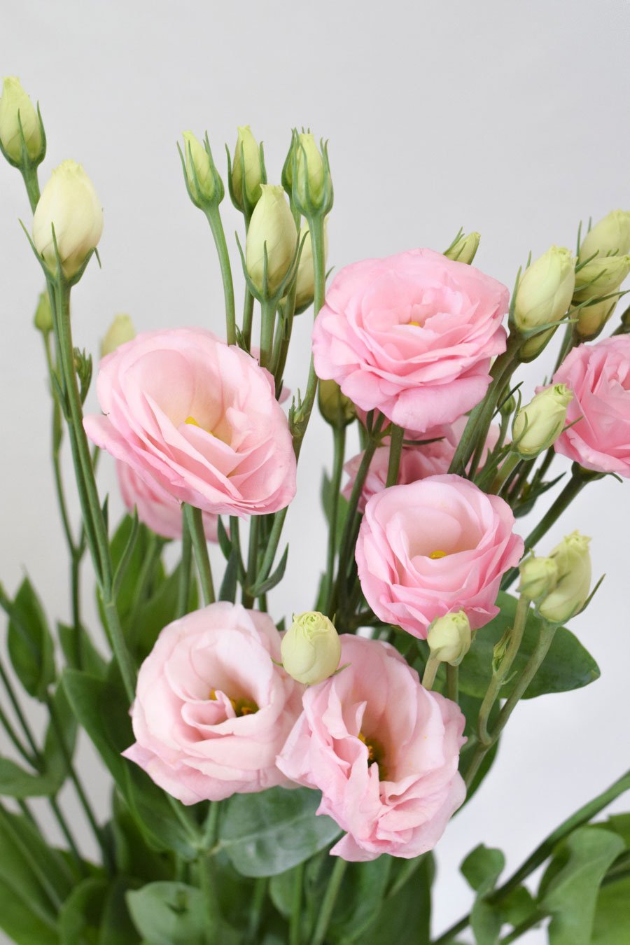 LISIANTHUS EXTRA ROSA 70CM