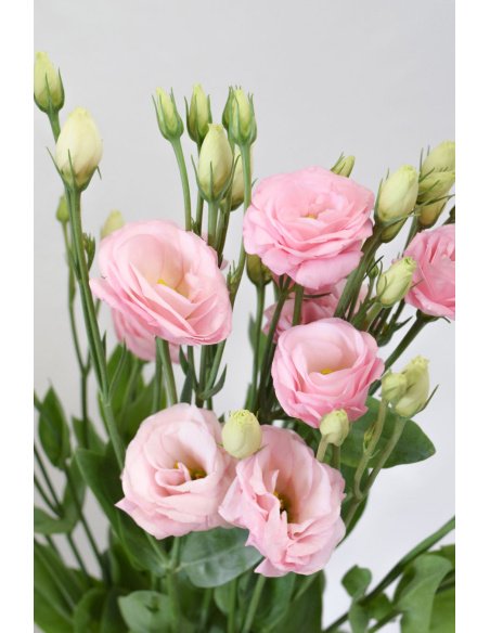 LISIANTHUS EXTRA ROSA 70CM