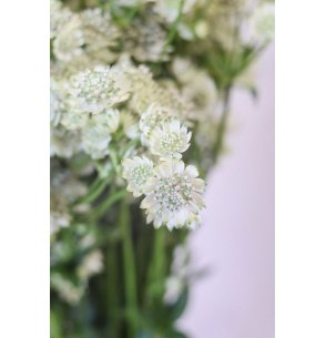 ASTRANTIA EXTRA BLANCA 60CM