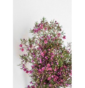 FLOR DE CERA MORADA PQ.