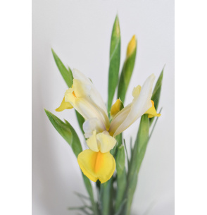 IRIS 2