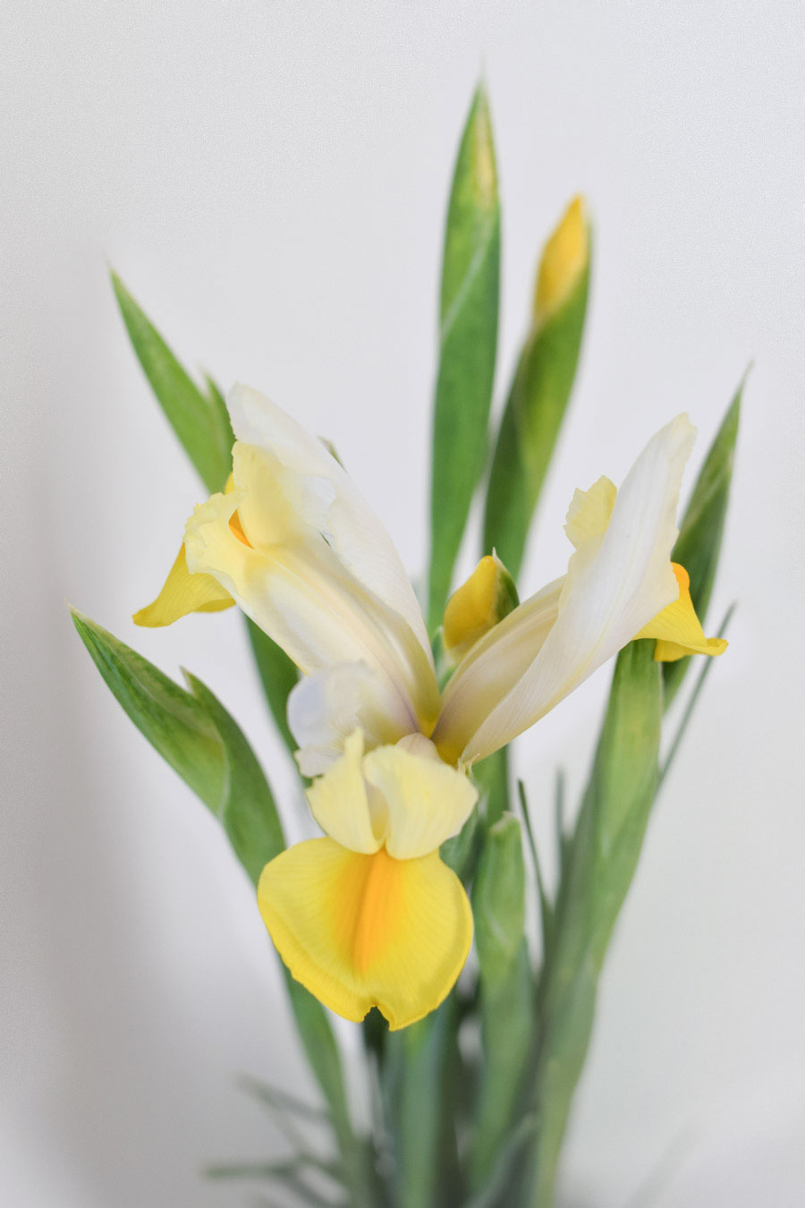 IRIS