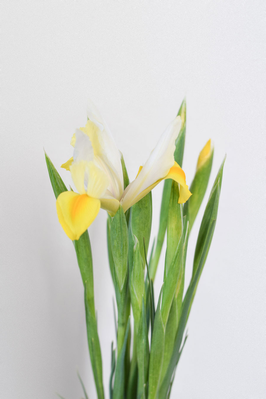 IRIS