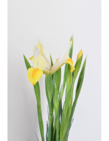 IRIS