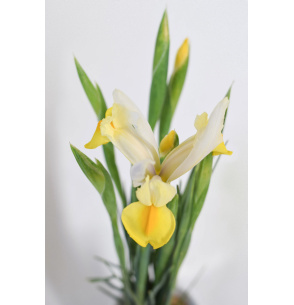 IRIS