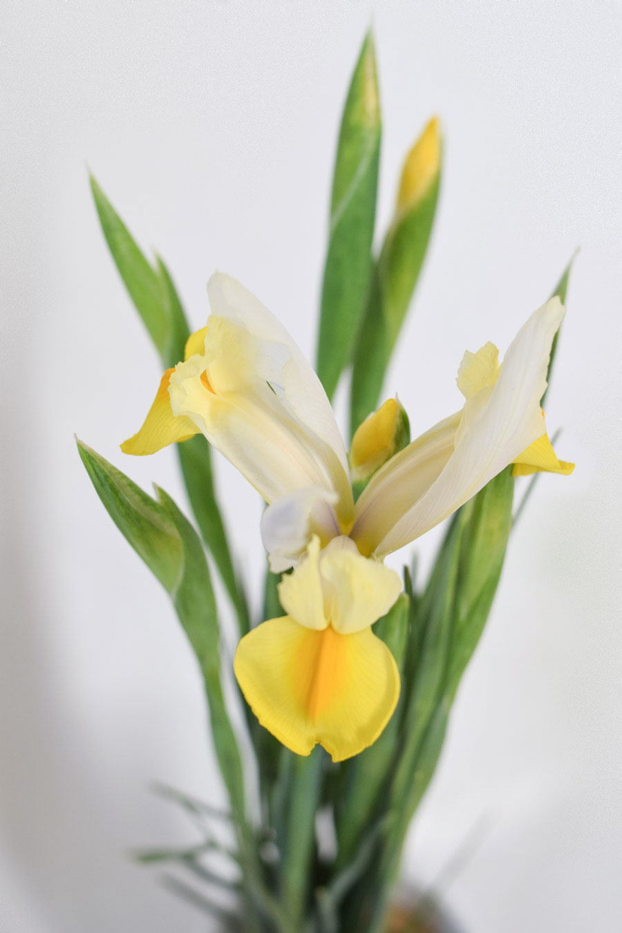 IRIS