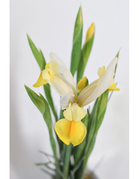 IRIS