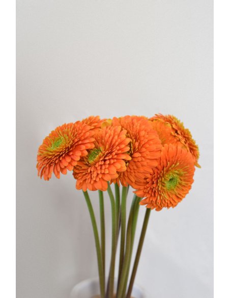 GERBERA GERPONI BERRA