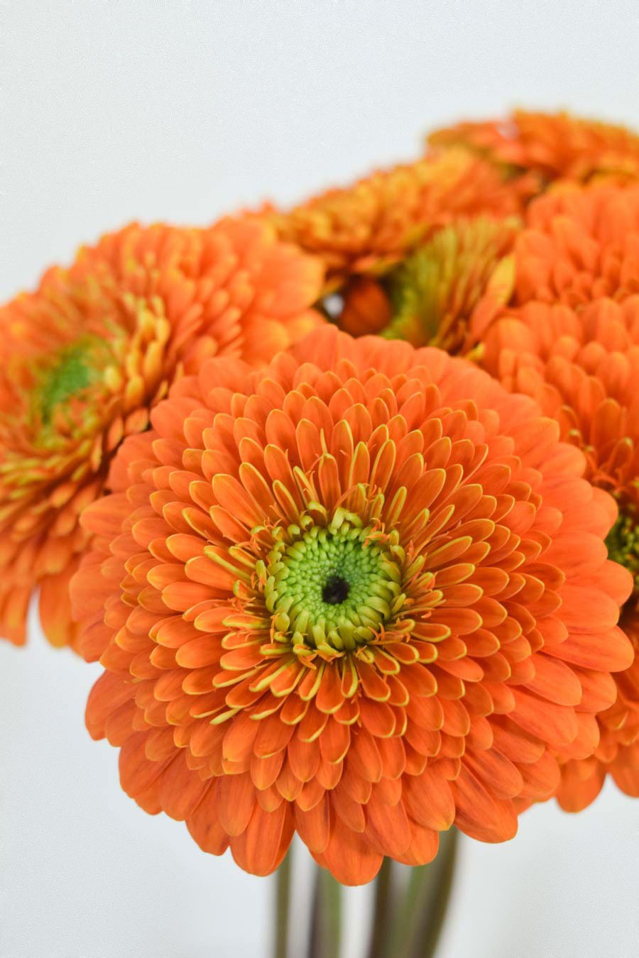 GERBERA GERPONI BERRA