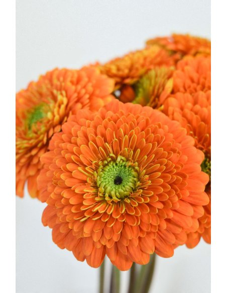 GERBERA GERPONI BERRA