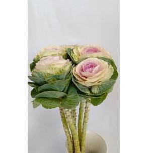 BRASSICA BLANCA/MORADA