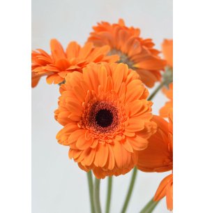GERBERA NARANJA CLARO