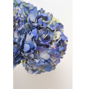 HORTENSIA AZUL