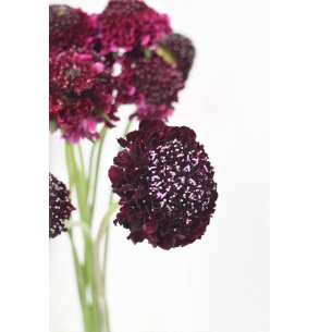 SCABIOSA ATROPURPUREA MORADA