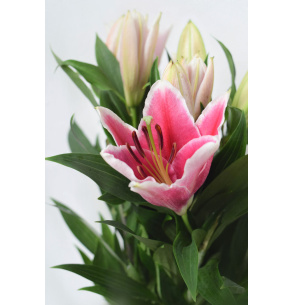 L.ORIENTAL FUCSIA BICOLOR 70CM