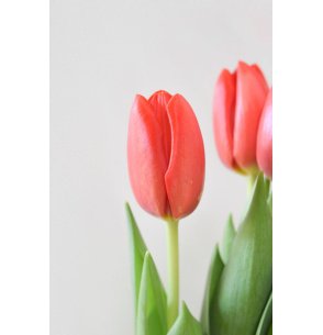 TULIPAN ROJO