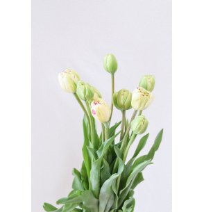 TULIPAN JONQUIERES 60CM 2