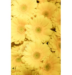 MINI GERBERA AMARILLA CENTRO VERDE