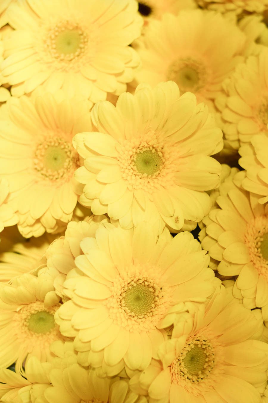 MINI GERBERA AMARILLA CENTRO VERDE