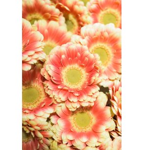 MINI GERBERA TOMPOUCE