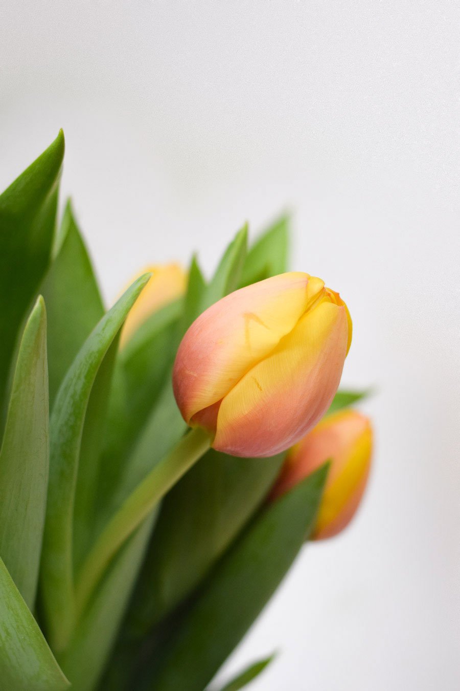 TULIPAN MELOCOTON MARIT