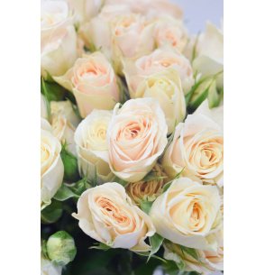 ROSA SPRAY CREMA 50CM