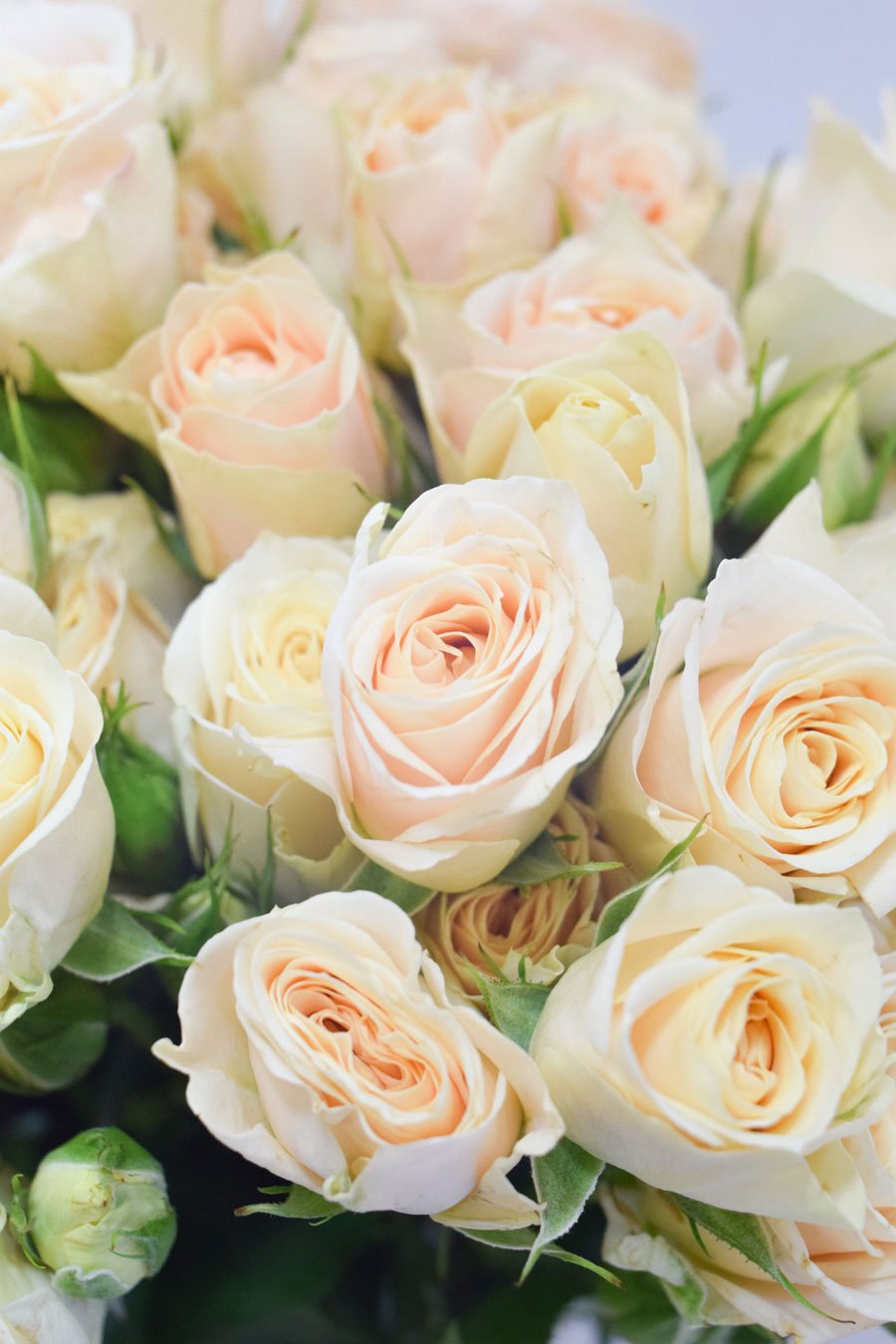 ROSA SPRAY CREMA 50CM