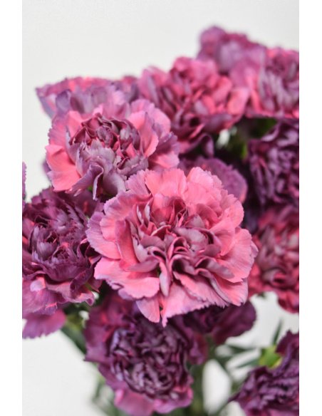 PACK DE CLAVEL VARIADO 240T.