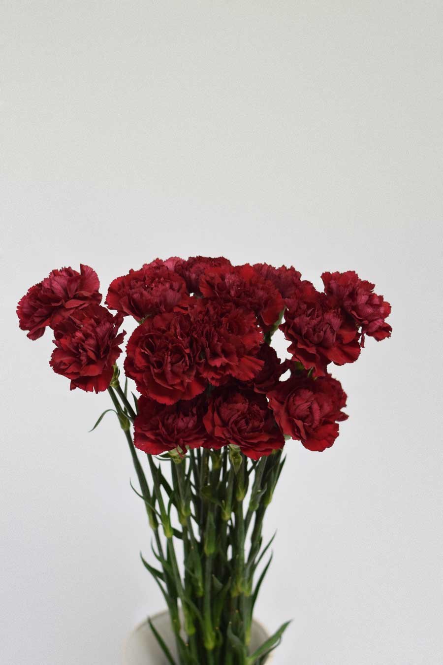 PACK DE CLAVEL VARIADO 240T.