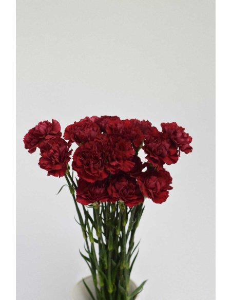 PACK DE CLAVEL VARIADO 240T.