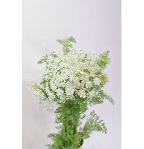 AMMI MAJUS BLANCO