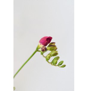 FRESSIA FUCSIA 50CM