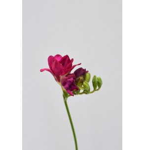 FRESSIA FUCSIA 50CM 2