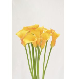 CALA AMARILLA 60CM
