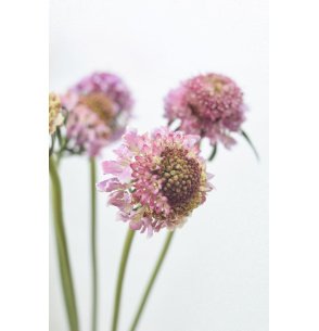 SCABIOSA ATROPURPUREA ROSA