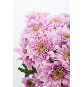 CRISANTEMO RELLENA ROSA