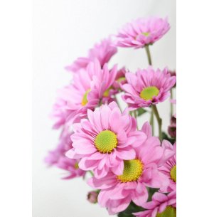 CRISANTEMO BACARDI LILA