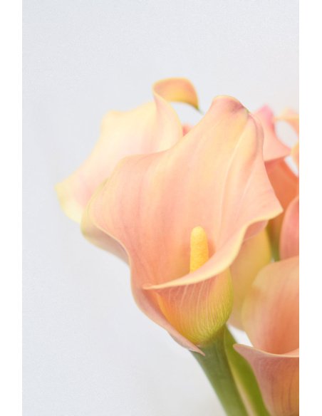 CALA ROYAL SALSA 40CM