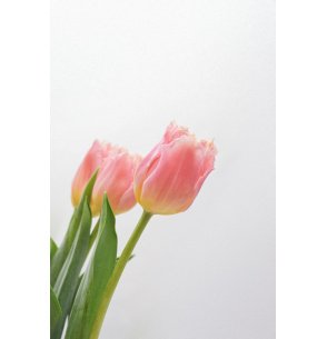 TULIPAN SALMON RIZADO