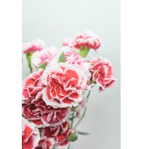 MINI CLAVEL BICOLOR ROJO X20T