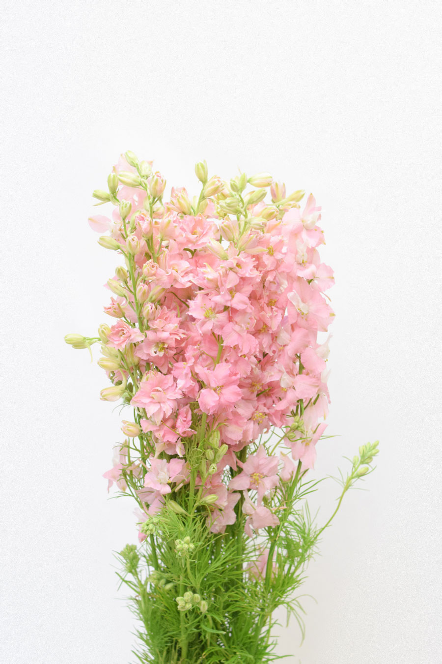 DELPHINIUM CONSOLIDA ROSA