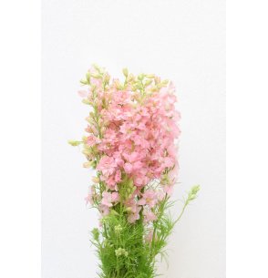DELPHINIUM CONSOLIDA ROSA