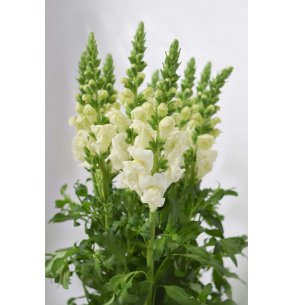 ANTIRRHINUM BLANCO 70CM