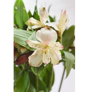 ALSTROEMERIA CHAMPAGNE 80CM