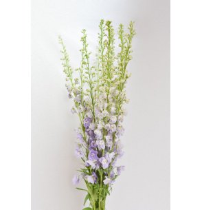 DELPHINIUM LAVANDA
